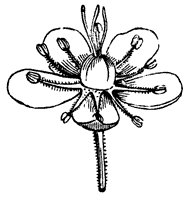 flower_32_sm.gif