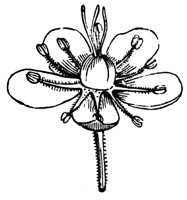 flower_32_md.gif
