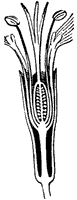pistil_5_sm.gif
