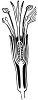 pistil_5_lg.gif