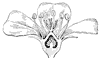 purslane-flower_1_th.gif