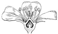 purslane-flower_1_sm.gif