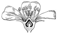 purslane-flower_1_lg.gif