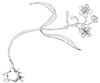 claytonia_1_th.gif