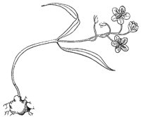 claytonia_1_md.gif