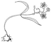 claytonia_1_lg.gif