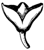 claytonia-calyx_1_th.gif
