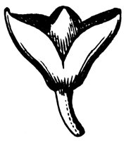 claytonia-calyx_1_lg.gif
