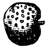 claytonia-seed_1_th.gif