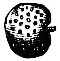 claytonia-seed_1_lg.gif