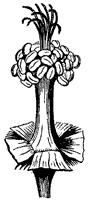stamen_3_sm.gif