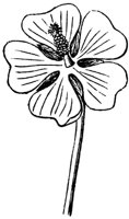 flower_33_md.gif