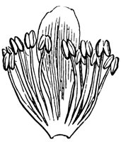 stamen_4_lg.gif