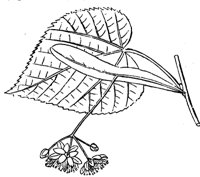 flower_34_md.gif