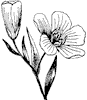 flax_2_th.gif