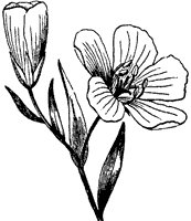 flax_2_sm.gif