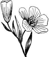 flax_2_lg.gif