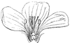 flower_35_th.gif