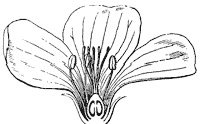 flower_35_sm.gif