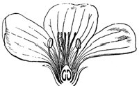 flower_35_md.gif