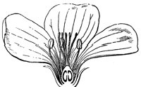 flower_35_lg.gif
