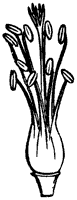 stamen_5_sm.gif
