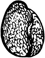 seed_4_sm.gif