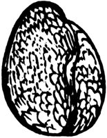 seed_4_md.gif