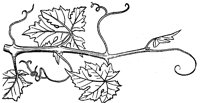 grape-vine_1_lg.gif