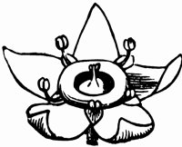 flower_36_lg.gif
