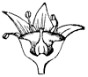 flower_37_th.gif