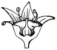 flower_37_sm.gif