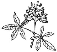 red-buckeye_1_md.gif
