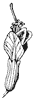 red-buckeye_2_th.gif