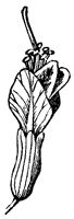 red-buckeye_2_sm.gif