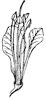 red-buckeye_3_th.gif