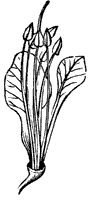 red-buckeye_3_sm.gif