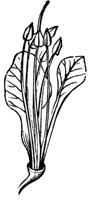 red-buckeye_3_md.gif