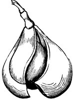 red-buckeye_7_sm.gif