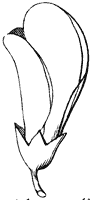 pea_2_sm.gif