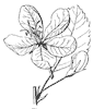 flower_38_th.gif