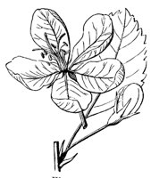 flower_38_md.gif