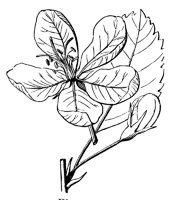 flower_38_lg.gif