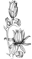 carolina-allspice_1_md.gif