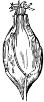 carolina-allspice_3_sm.gif