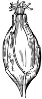 carolina-allspice_3_lg.gif