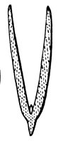squash_4_lg.gif