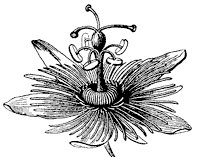 flower_39_sm.gif