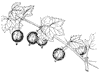 gooseberry_1_th.gif