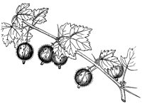 gooseberry_1_lg.gif